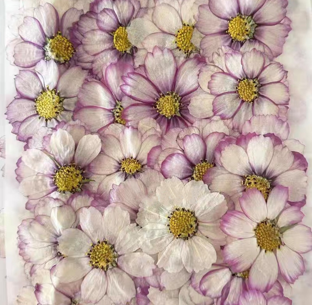 Resin Art Baby - 60pcs Geperst Gedroogde Kosmos Bloem Plant