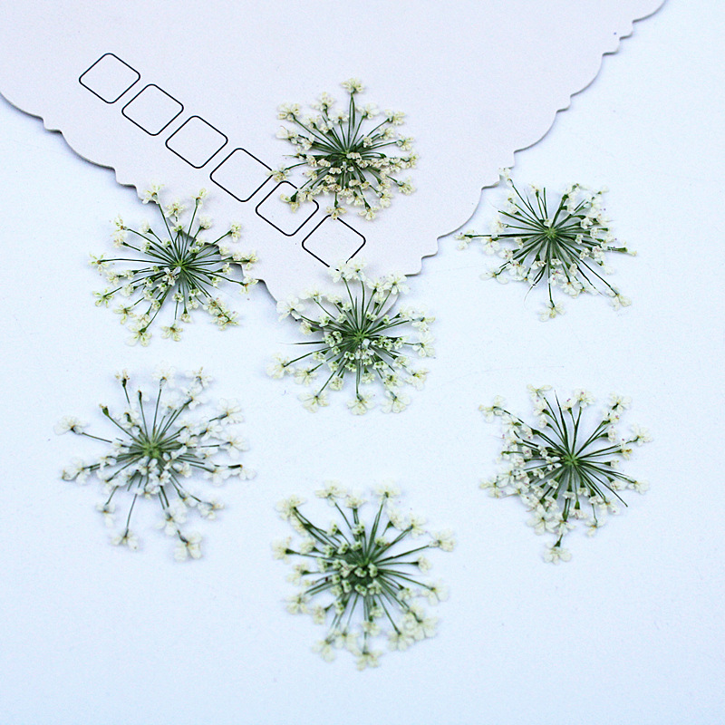 Resin Art Baby - 500 stuks Kantbloemen Gedroogde bloemen Geperste