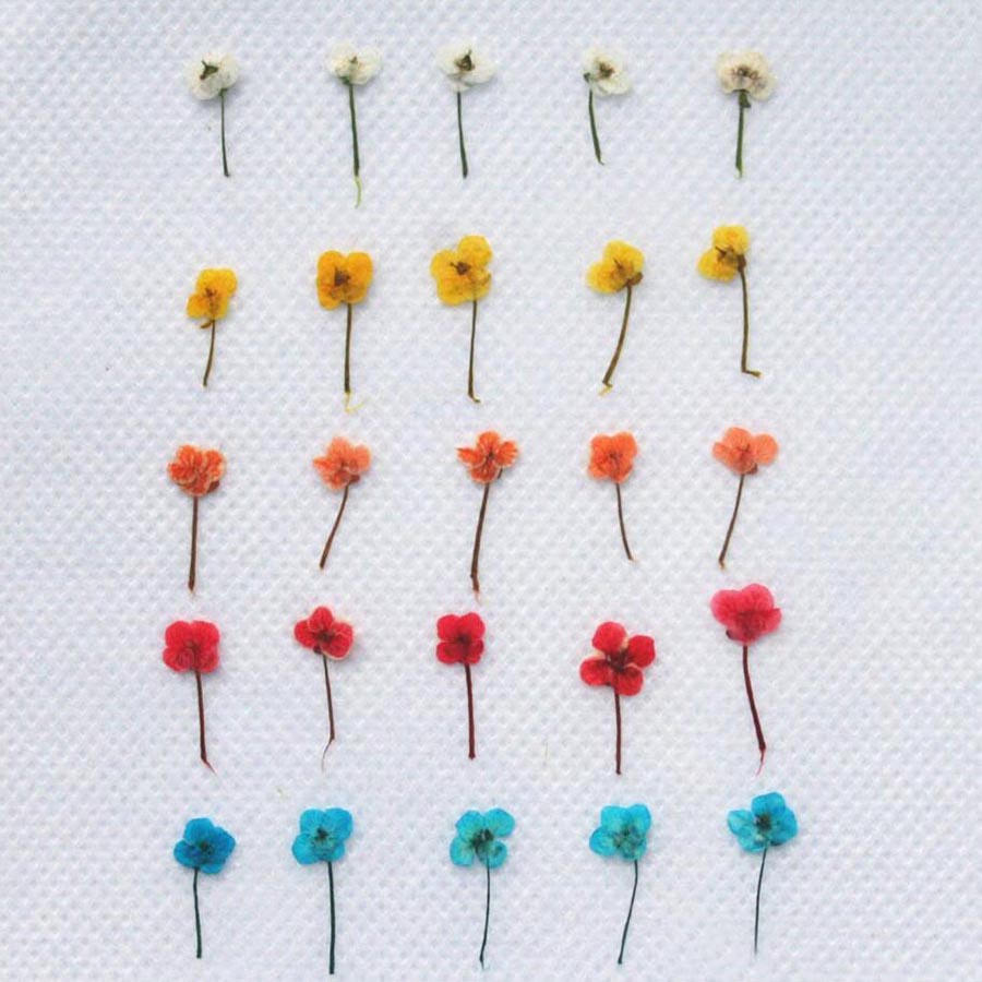 60 stuks gedroogde bloemen – k - Resin Art Equipment recensie en prijs