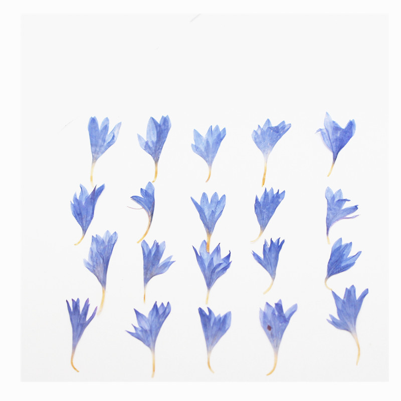 60 stuks gedroogde bloemen – k - Resin Art Equipment recensie en prijs