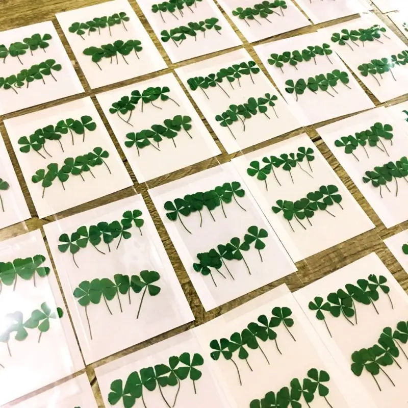 12 Stuks Lucky Gedroogde Klave - Resin Art Baby recensie en prijs